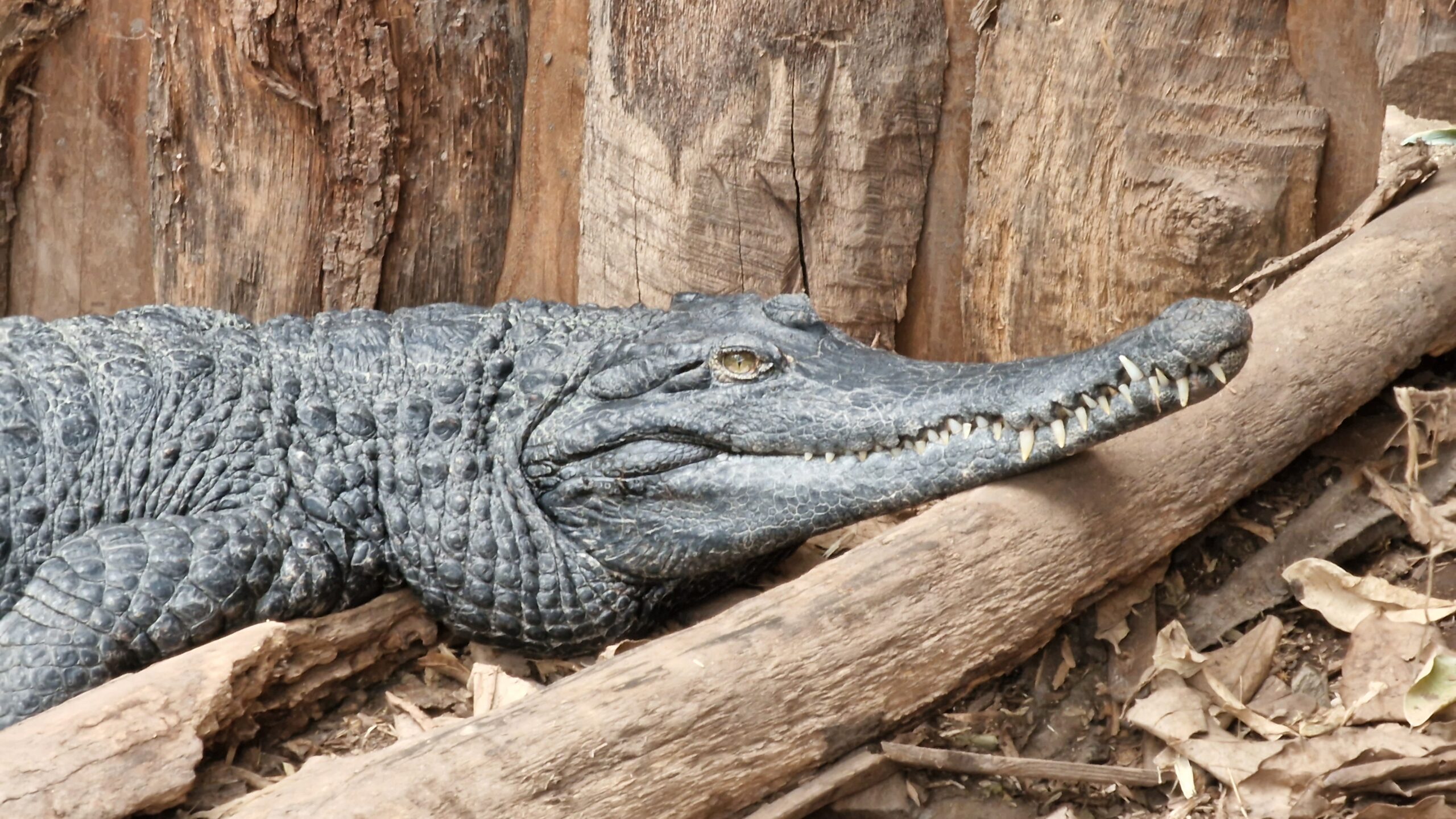 20 reptiles sont déjà nés au sein de la serre tropicale ©RNI