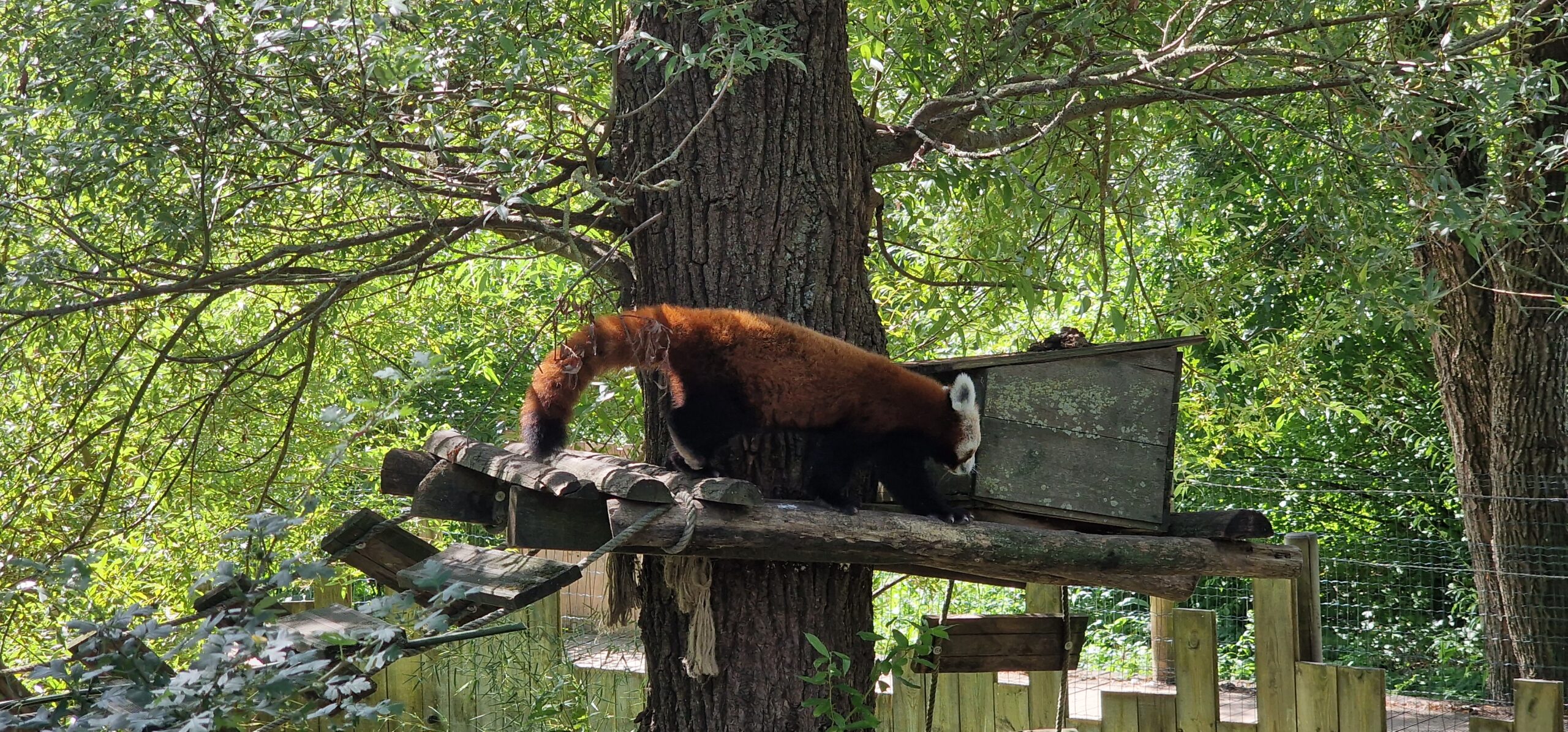 Le Pandas Roux reste très prisé par les visiteurs ©RNI