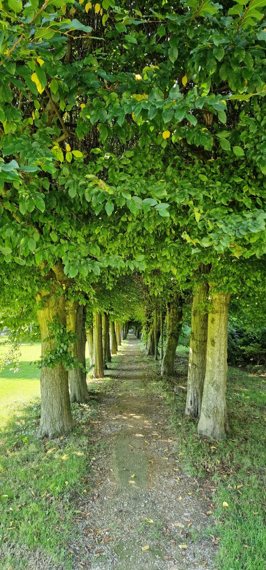 Un tunnel de verdure vous attend au détour de votre découverte du parc ©RNI